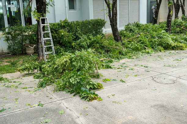 The Steps Involved in Our Tree Care Process in Pike Creek Valley, DE